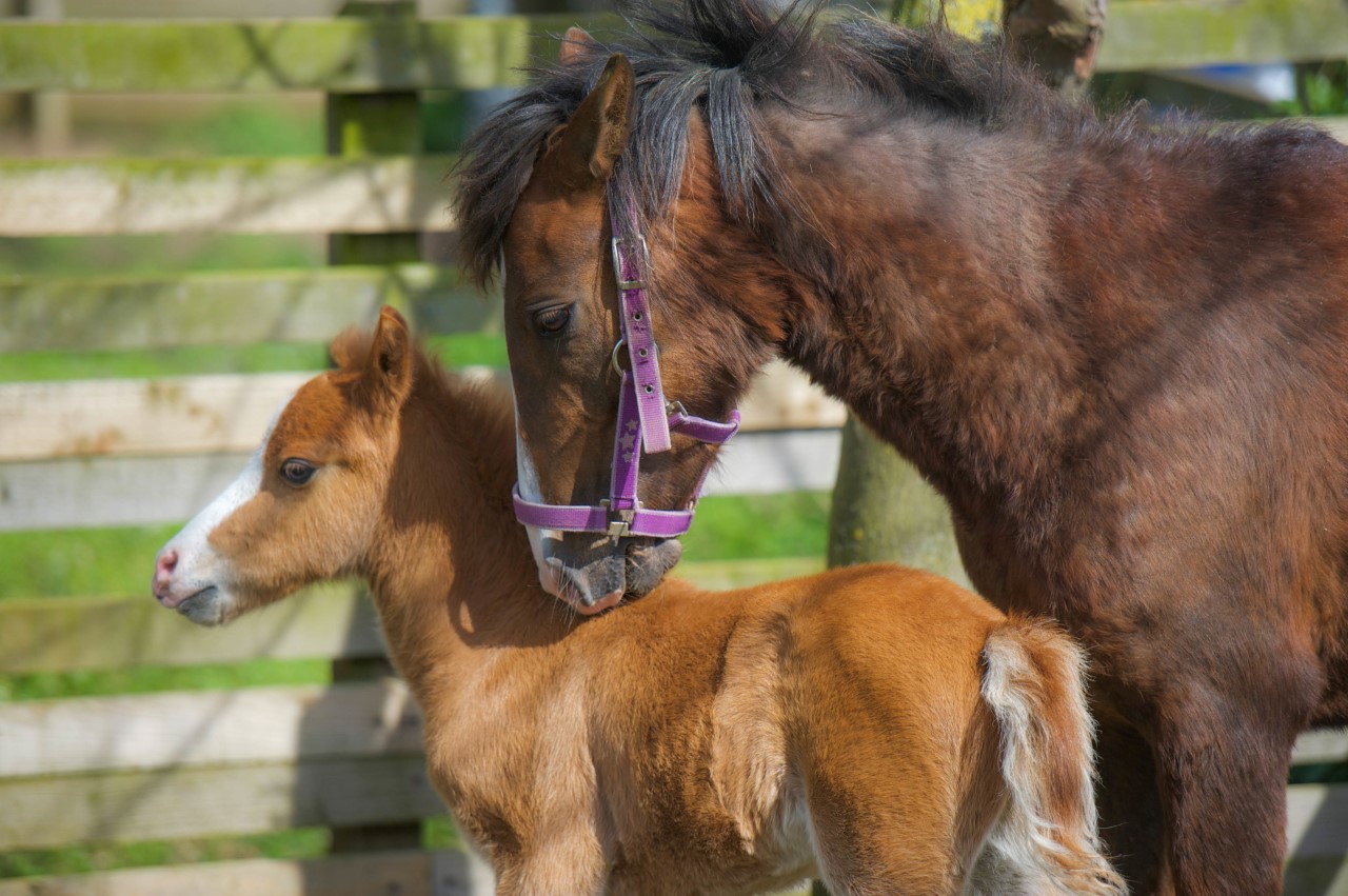 Fudge and her mother at Help for Horses UK