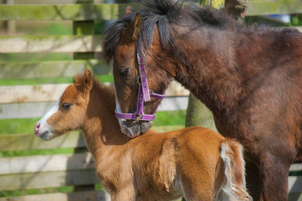 Fudge and her mum at Help for Horses UK
