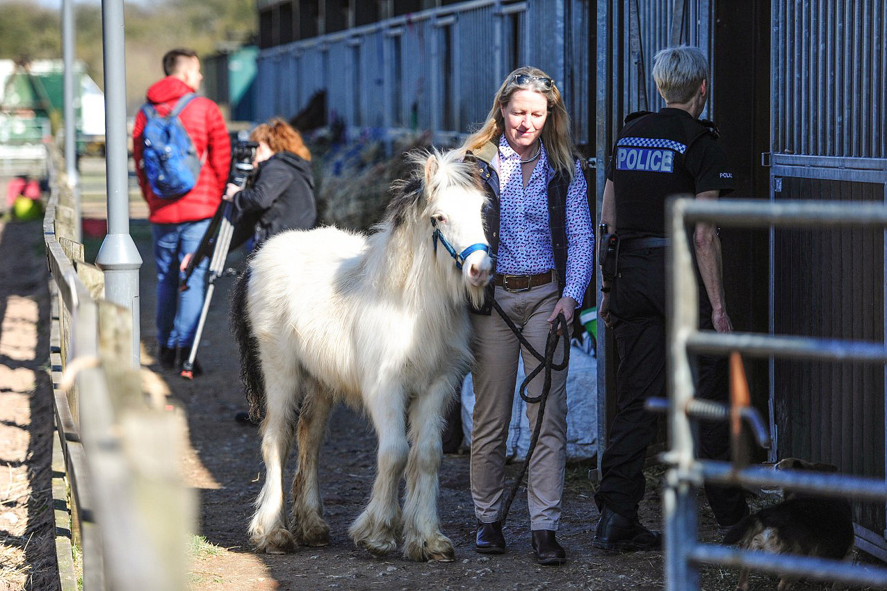 Squeak with Help for Horses UK.