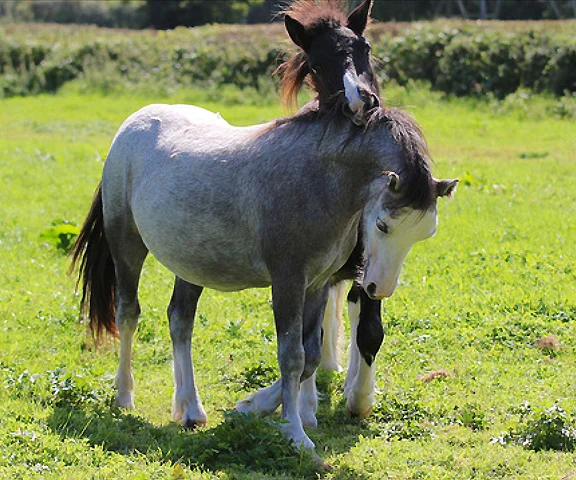 Help for Horses UK