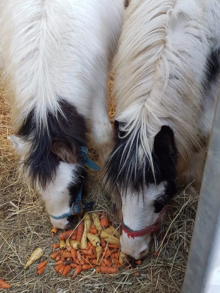 Squeak and Sprout enjoying some horse carrots