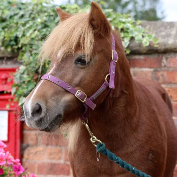 Alice happily rehomed by Help for Horses UK charity