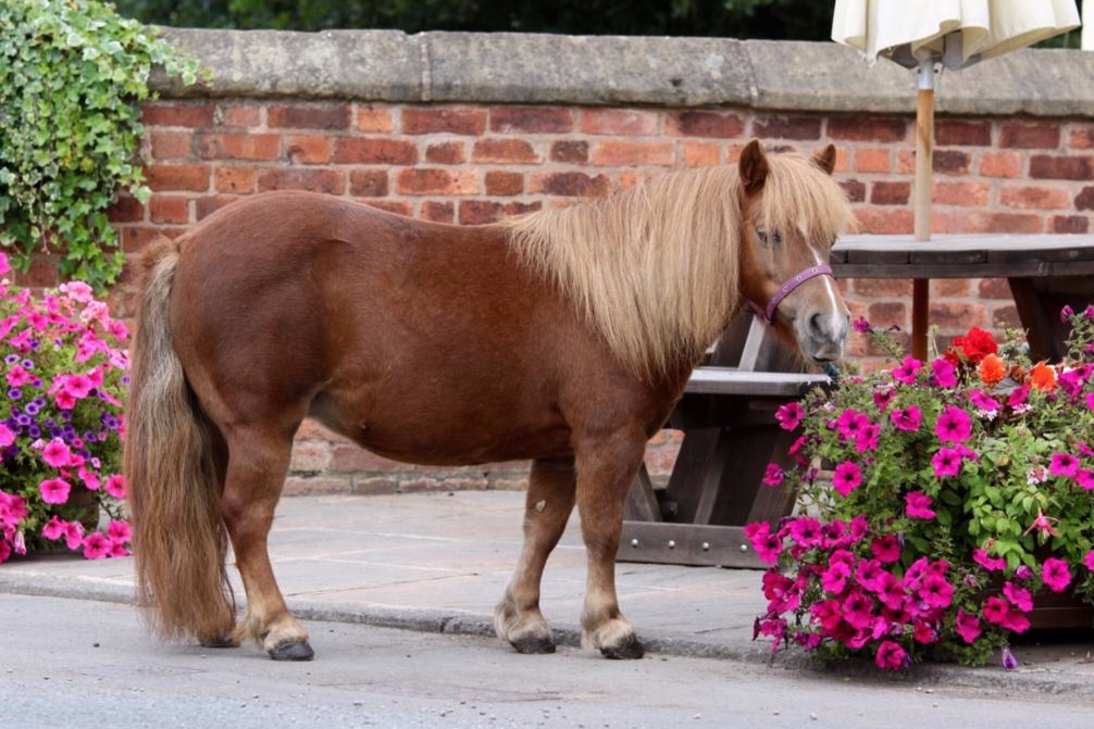 Alice happily rehomed by Help for Horses UK charity