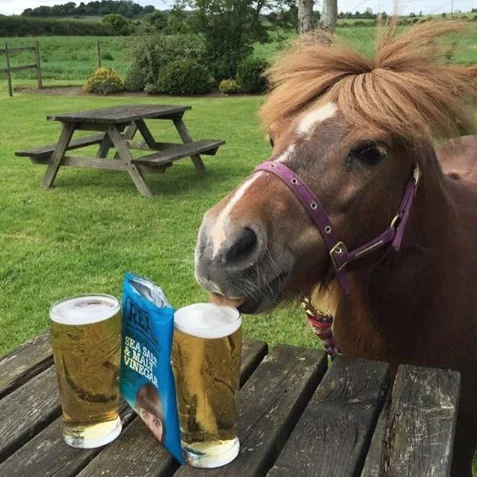Alice happily rehomed by Help for Horses UK charity