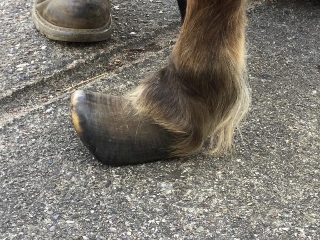 A pony with an excess of hoof growth
