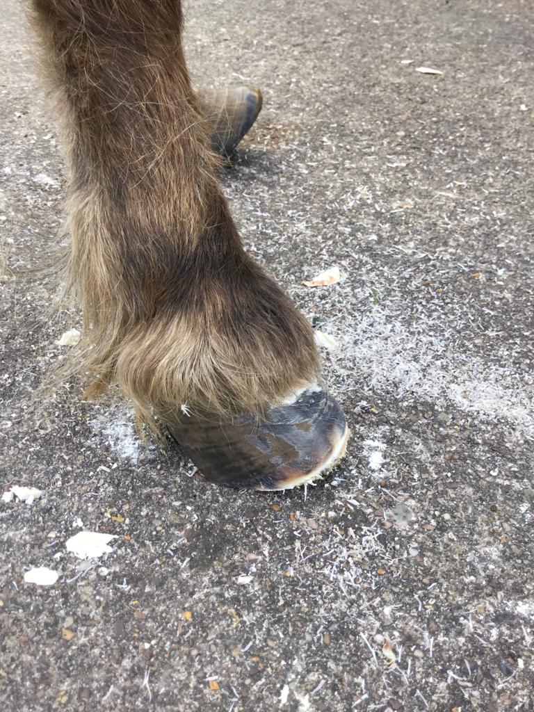 After the initial trim this now looks more like a normal hoof and the hoof pastern axis is already more vertical