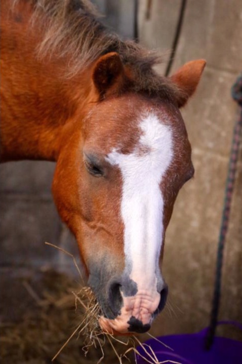 A happy Boggle now rehomed in a local riding school by Help for Horses UK charity