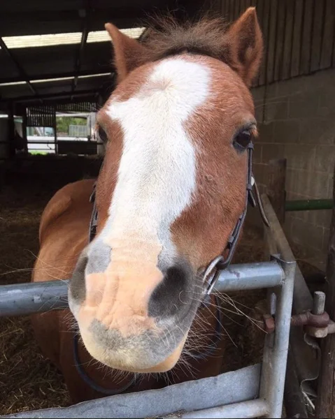 A happy Boggle now rehomed in a local riding school by Help for Horses UK charity