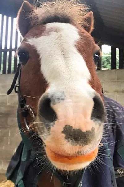 A happy Boggle now rehomed in a local riding school by Help for Horses UK charity