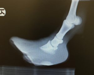 Xray showing badly overgrown front feet