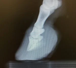 Xray showing badly overgrown front feet