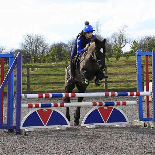 Bertie a rescue horse from Help for Horses