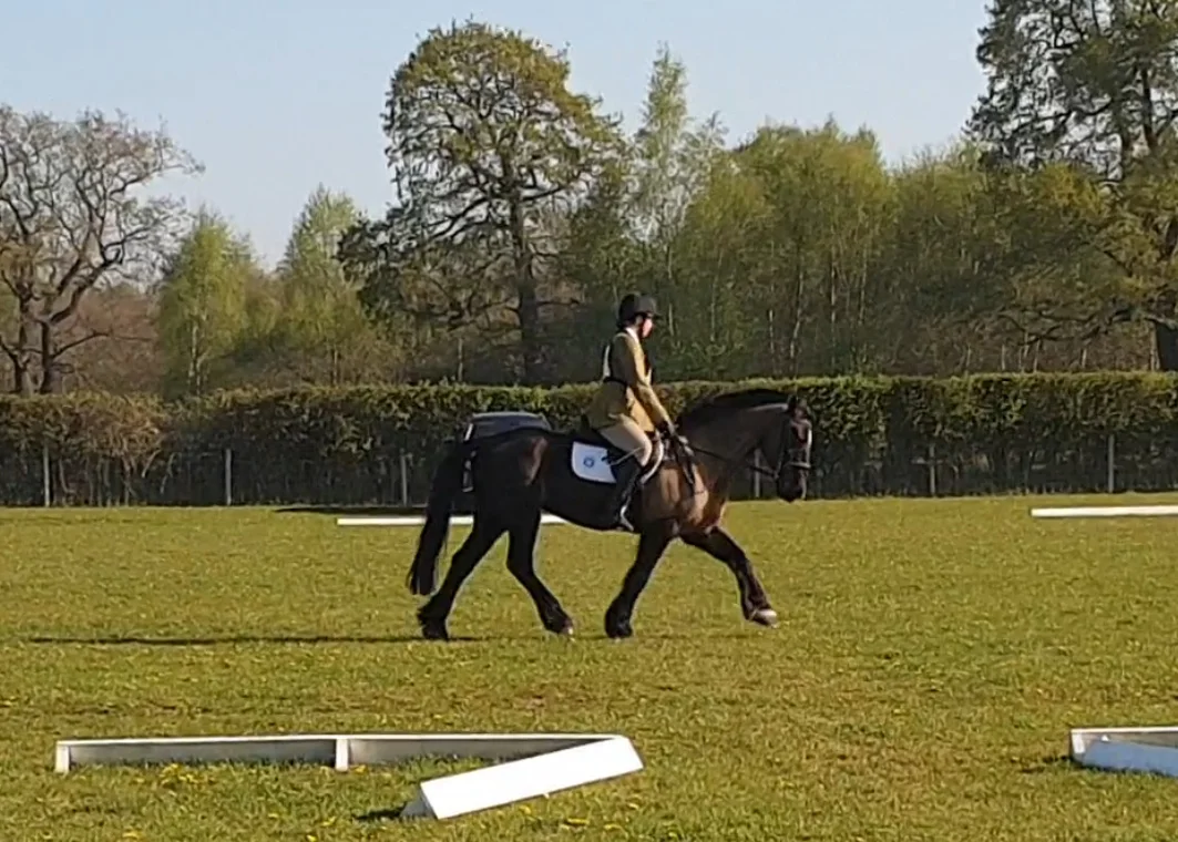 Bertie rehomed by Help for Horses