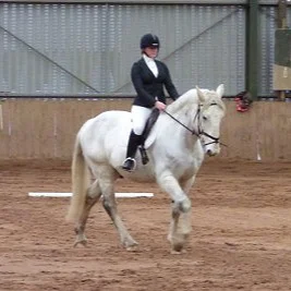 Noble rehomed by Help for Horses UK