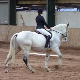 Noble rehomed by Help for Horses