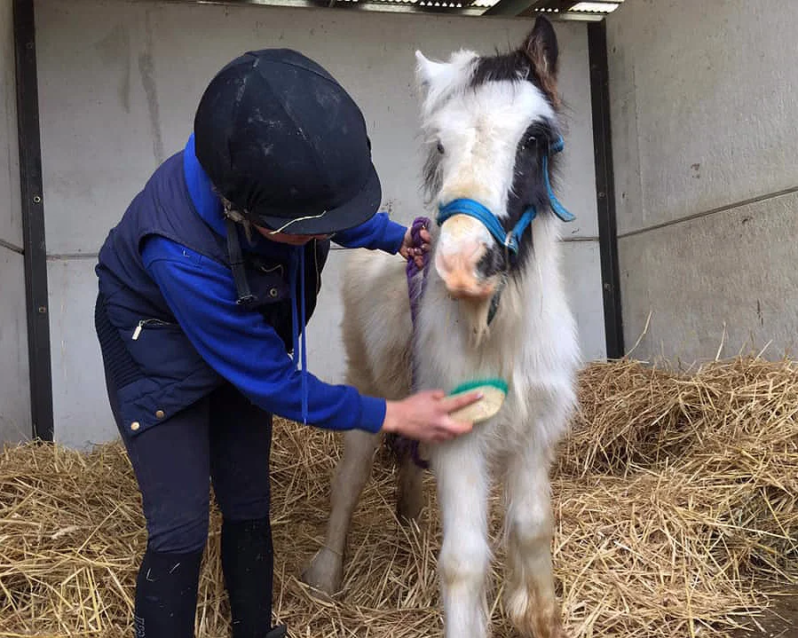 Squeak enjoying being groomed at Help for Horses UK charity