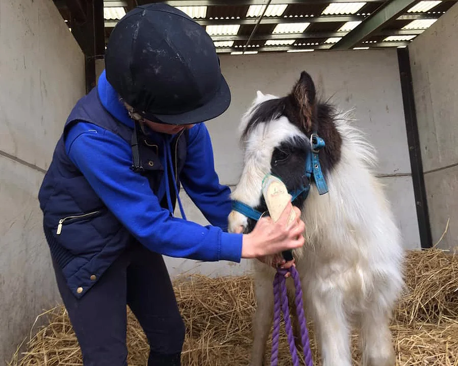 Squeak enjoying being groomed at Help for Horses UK charity
