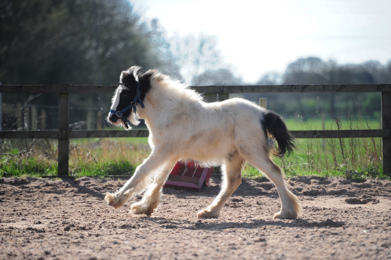 Bubble and Squeak enjoying the sunshine!