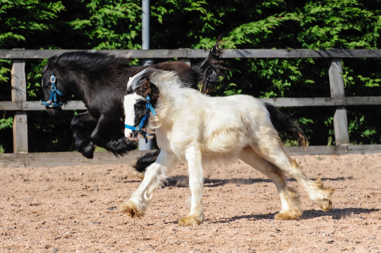 Bubble and Squeak enjoying the sunshine!