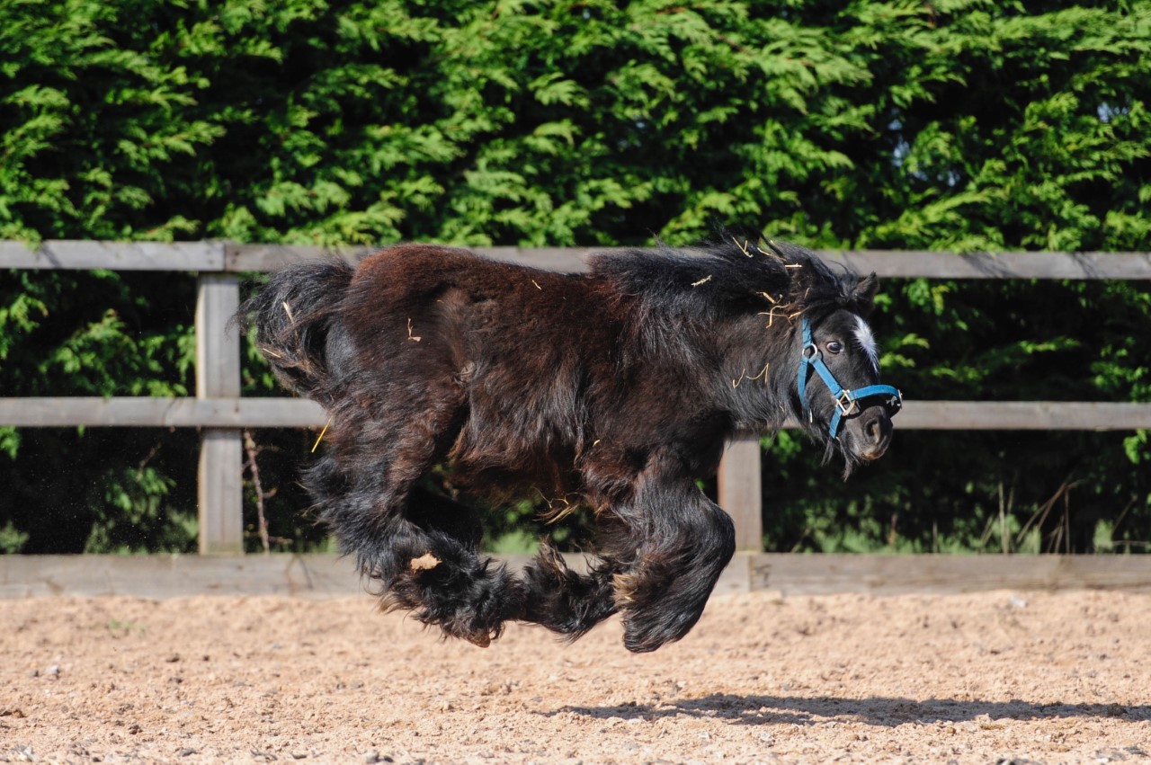 Bubble and Squeak enjoying the sunshine!