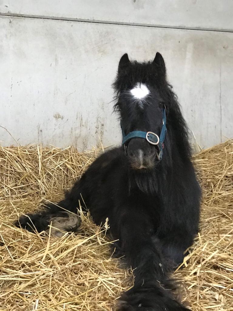 Bubble rescued by Help for Horses UK charity