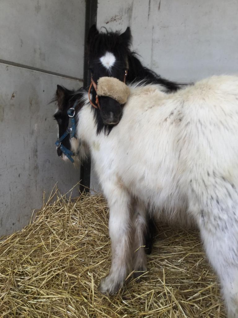 Bubble and Squeak rescued by Help for Horses UK charity