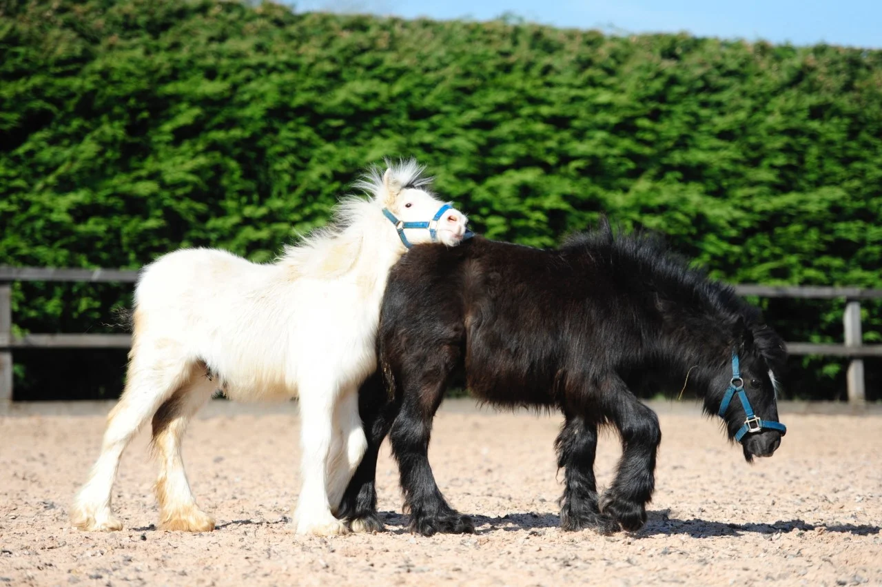 A happy and healthy Bubble and Squeak enjoying the sunshine at Help for Horses UK charity