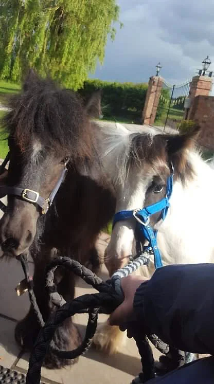 A healthy and happy Bubble and Squeak with their new carer