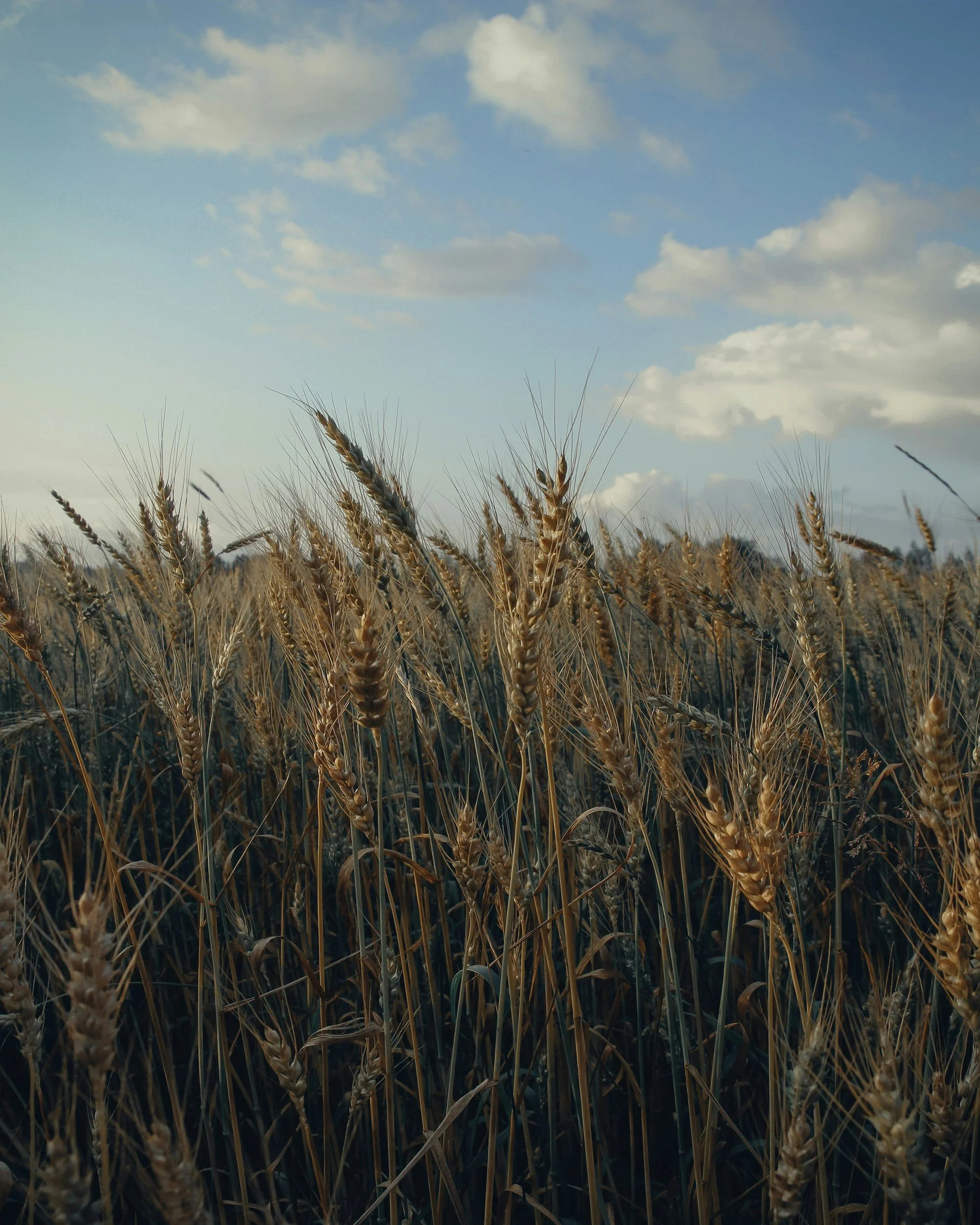 12 January 2025 - Luke 15:11 -32: Discovering Home