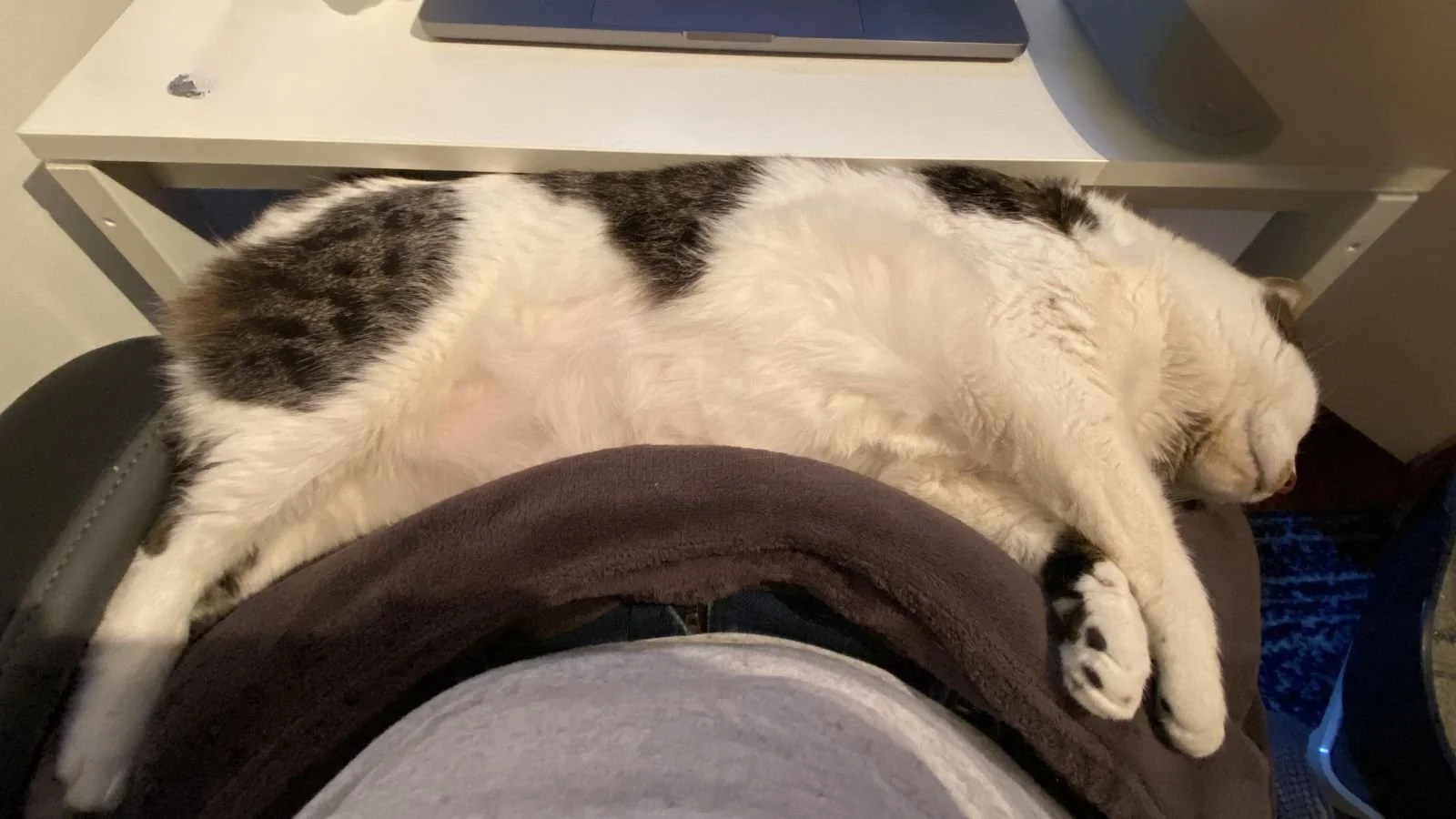 A first-person perspective shot of a large tabby and white cat sleeping soundly across a person's lap. The cat is fully stretched out horizontally between the person's torso and a white desk holding a laptop, completely taking up the space.