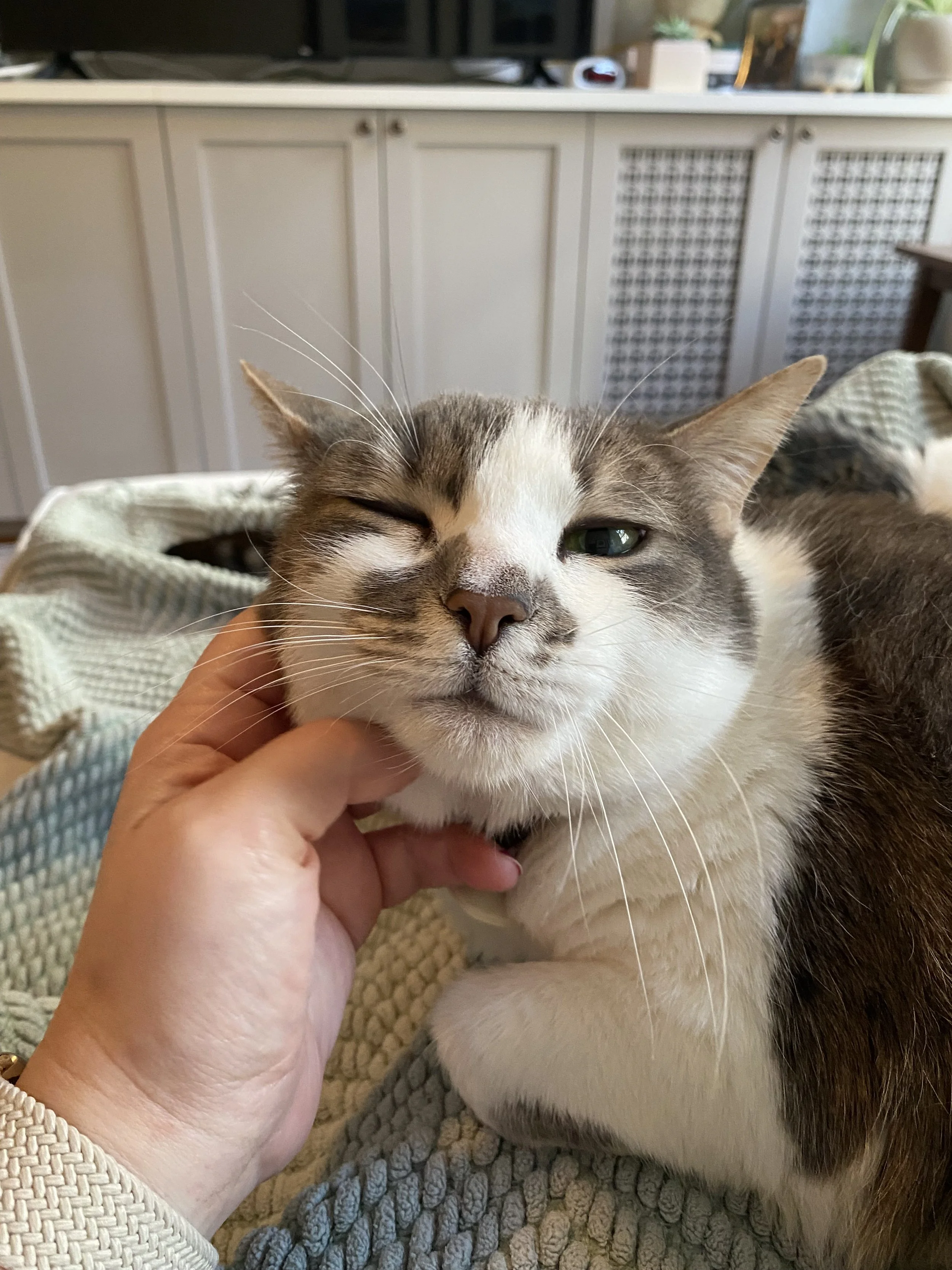 A close-up shot of a white and grey tabby cat receiving a chin scratch from a person's hand. The cat is contentedly winking one eye and looking directly at the camera with its other green eye.