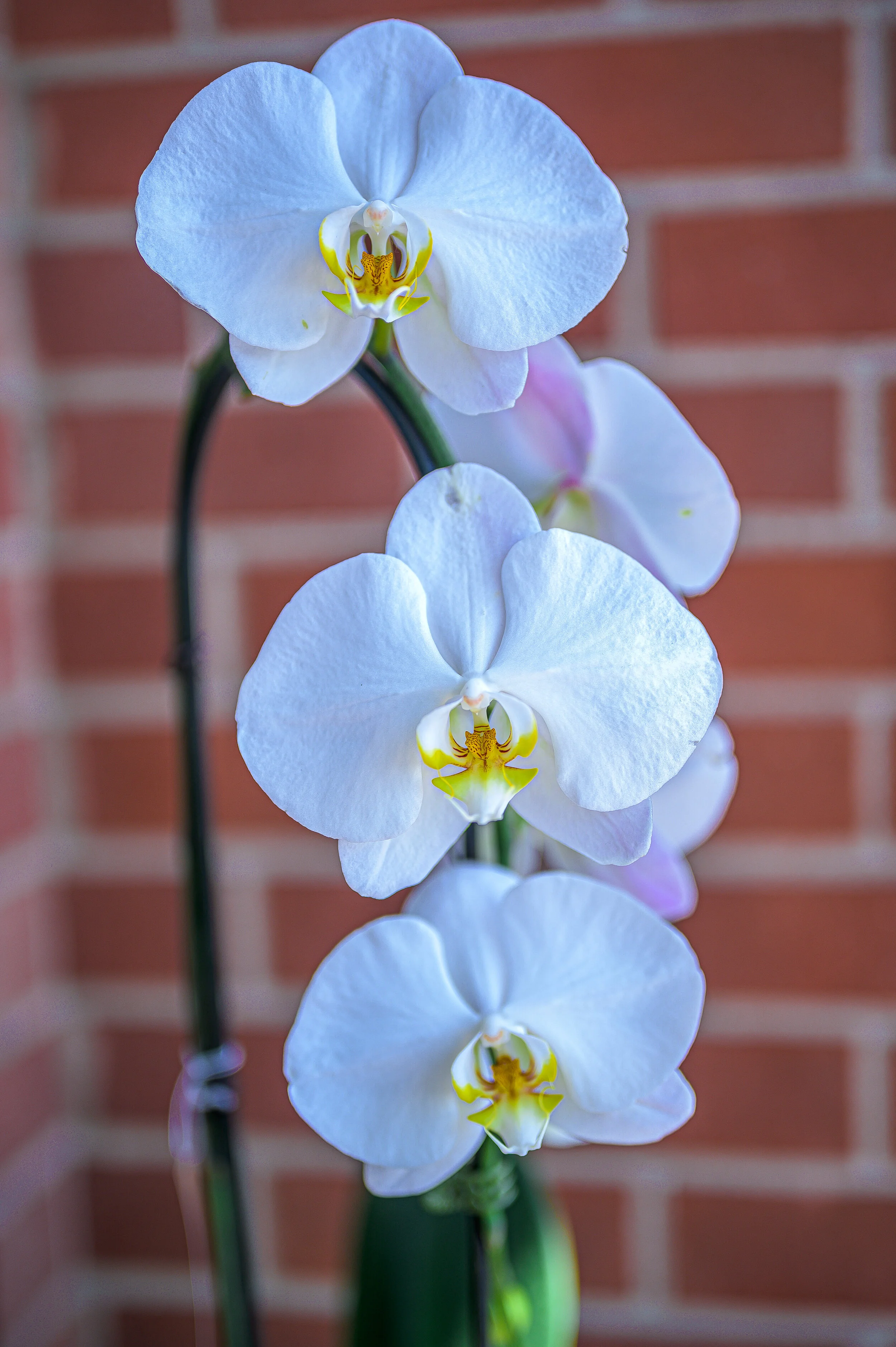 orchids.jpg