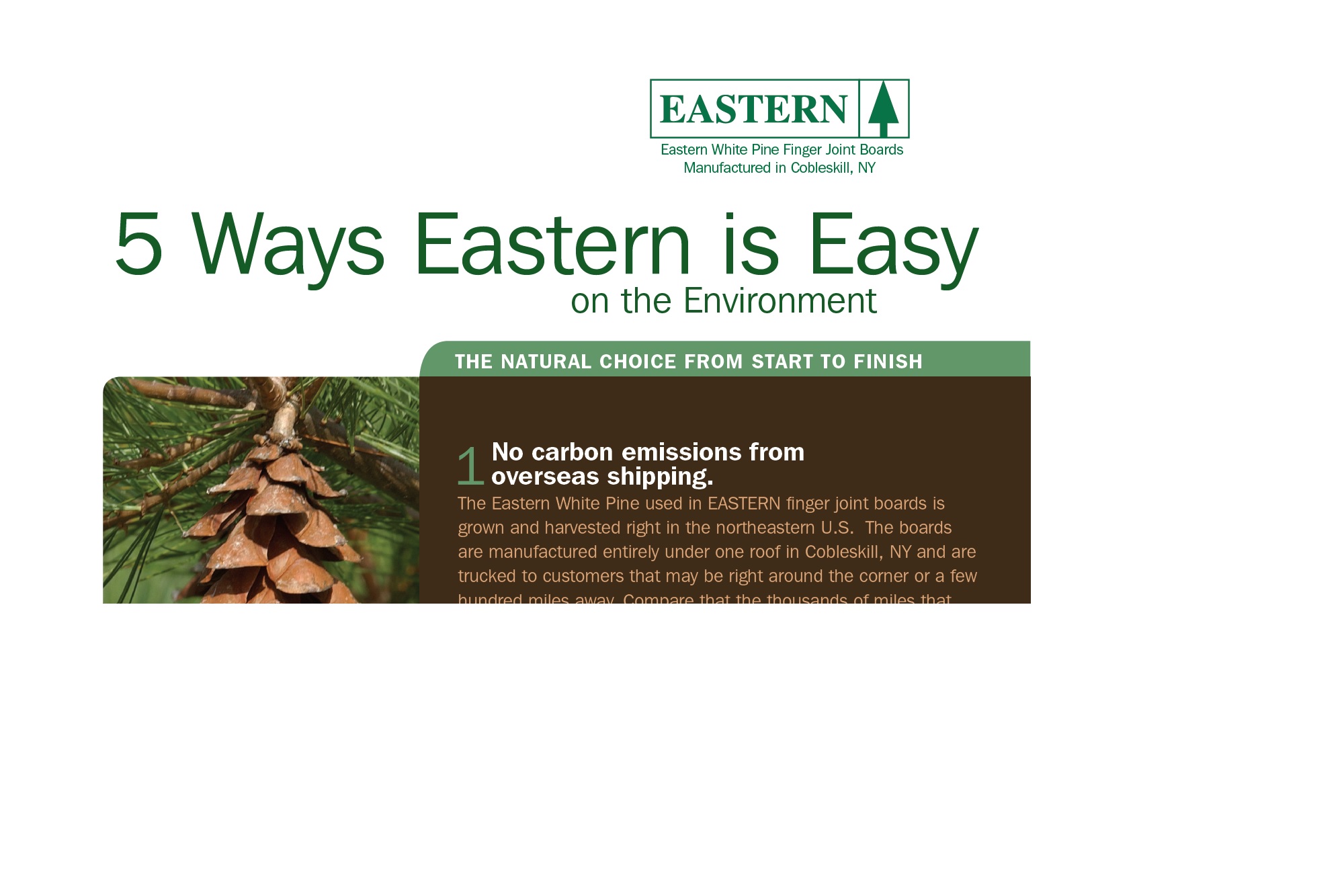 Eastern White Pine sample flyer.jpg