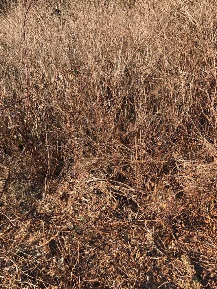 Let The Painting Become What It Wants To Be