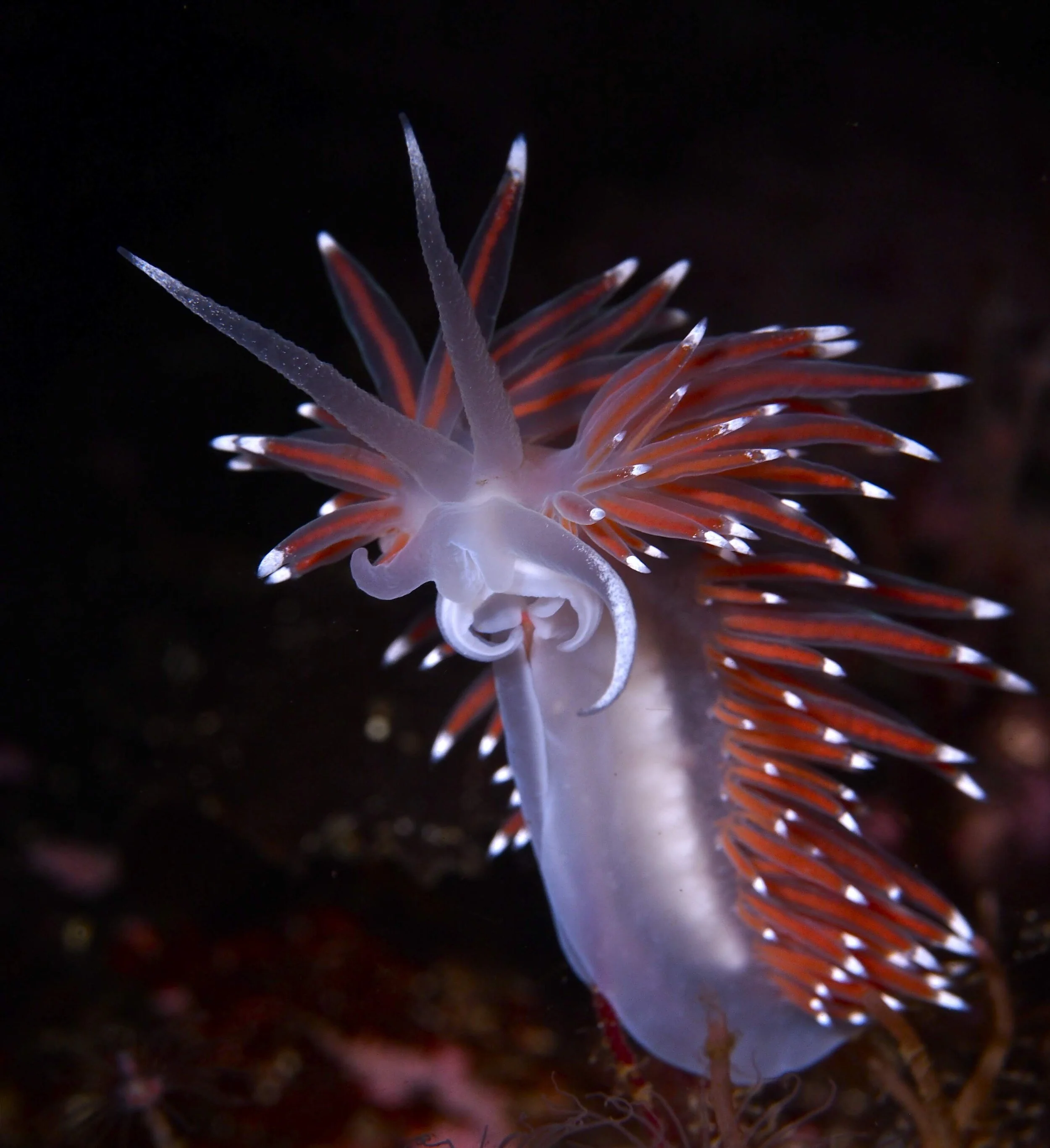 Visste du at vi har fargerike nakensnegler, som denne frynsesneglen, i Norge? Bli med i havet for å hilse på dem!Foto: Tine Kinn Kvamme