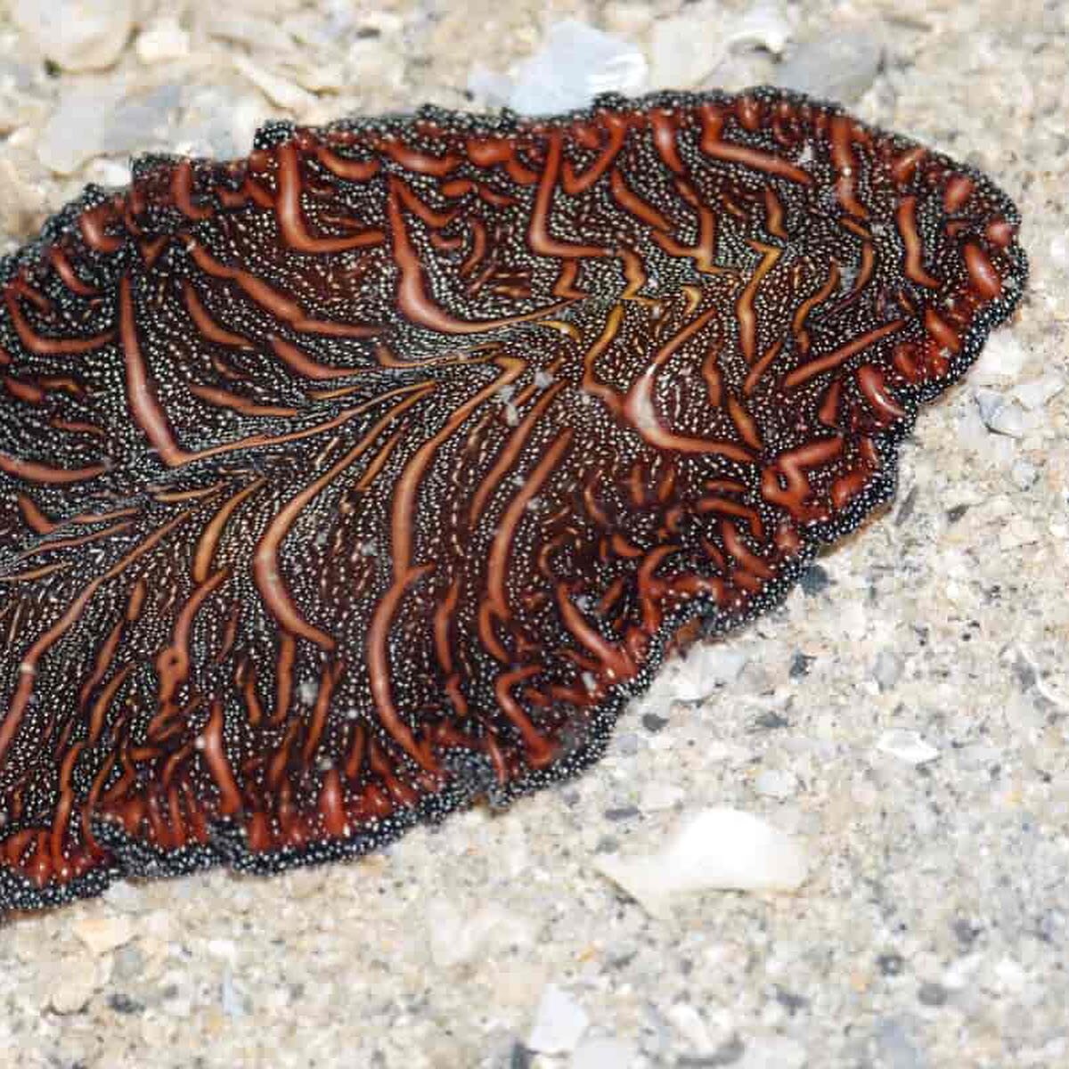 17. desember. Siden vi var inne p&aring; mark i forrige post, tenkte jeg at vi fortsetter med flatormer i denne. Og der leddormene stort sett IKKE er parasitter (med unntak av iglene) er flatormene for det meste parasittiske (tre av fire klasser er p