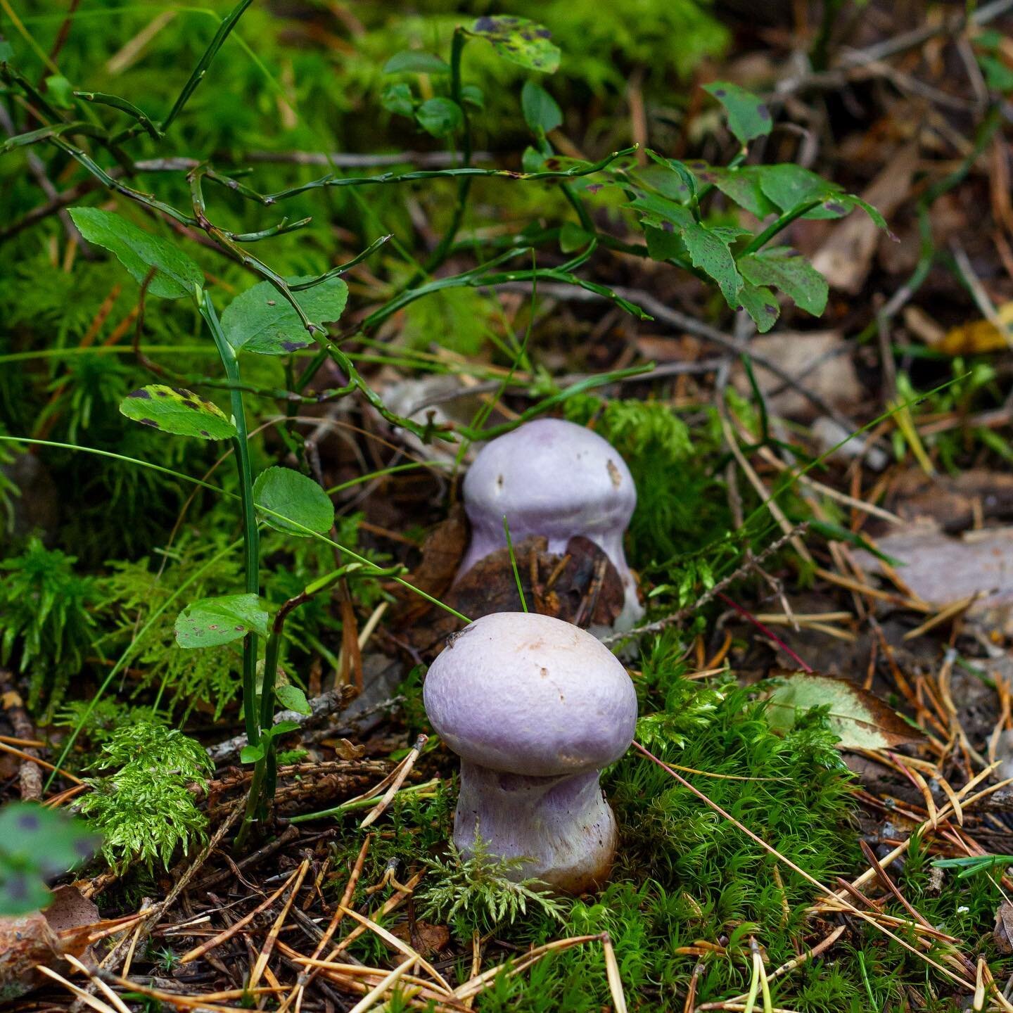 11. desember. Vi kan ikke lage en julekalender uten &aring; nevne soppene. For du trenger ikke spise flein for at disse skapningene skal virke litt trippy. Sopp er n&aelig;rmere beslektet med dyr enn planter, selv om de s&aring; absolutt ligner mer p