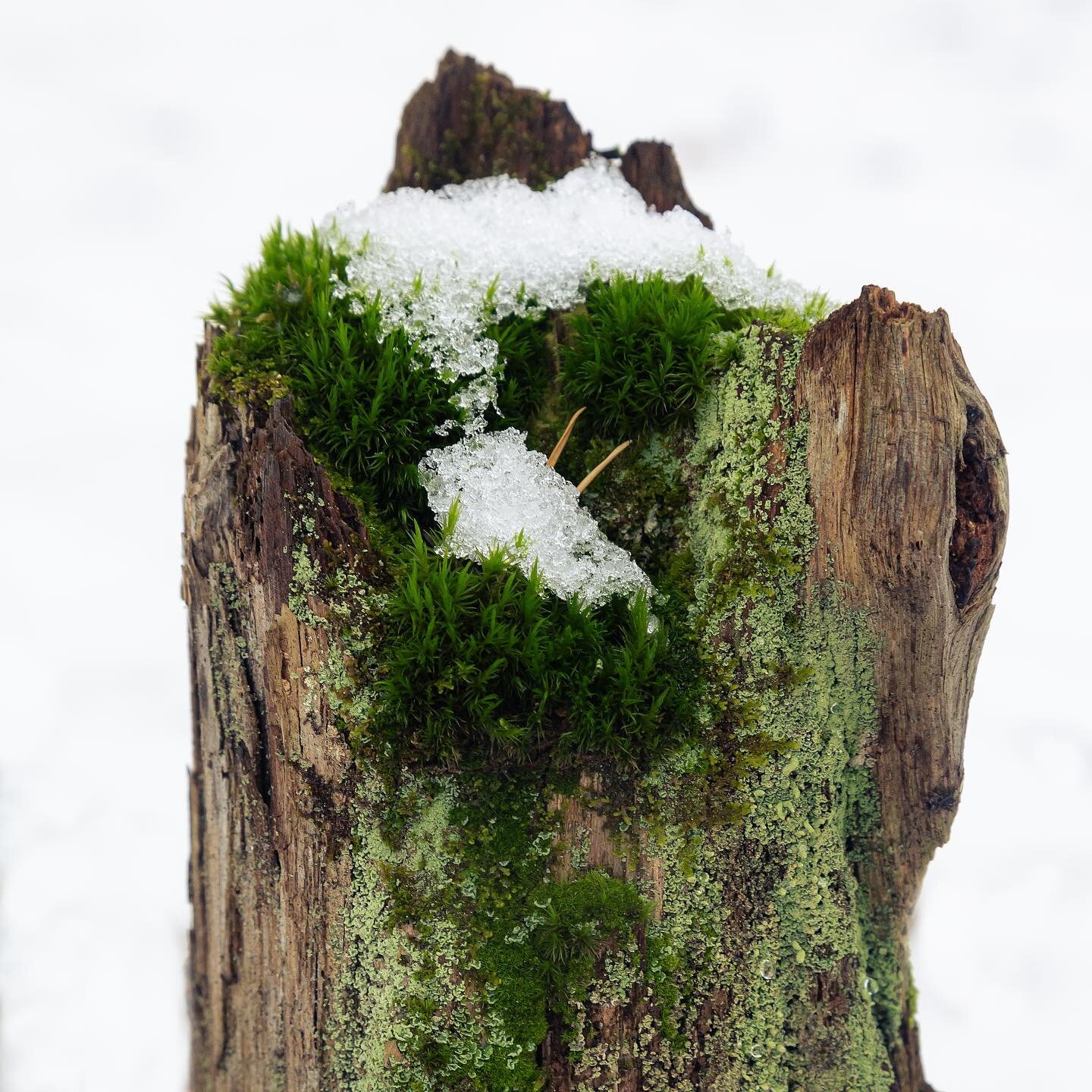 10 desember: Moser er ikke en rekke med planter de fleste av oss tenker for mye p&aring;, ihvertfall ikke f&oslash;r de vokser i plenen din. Men moser er helt spesielle i planteriket. De har ikke r&oslash;tter og f&aring;r alt de trenger av n&aelig;r