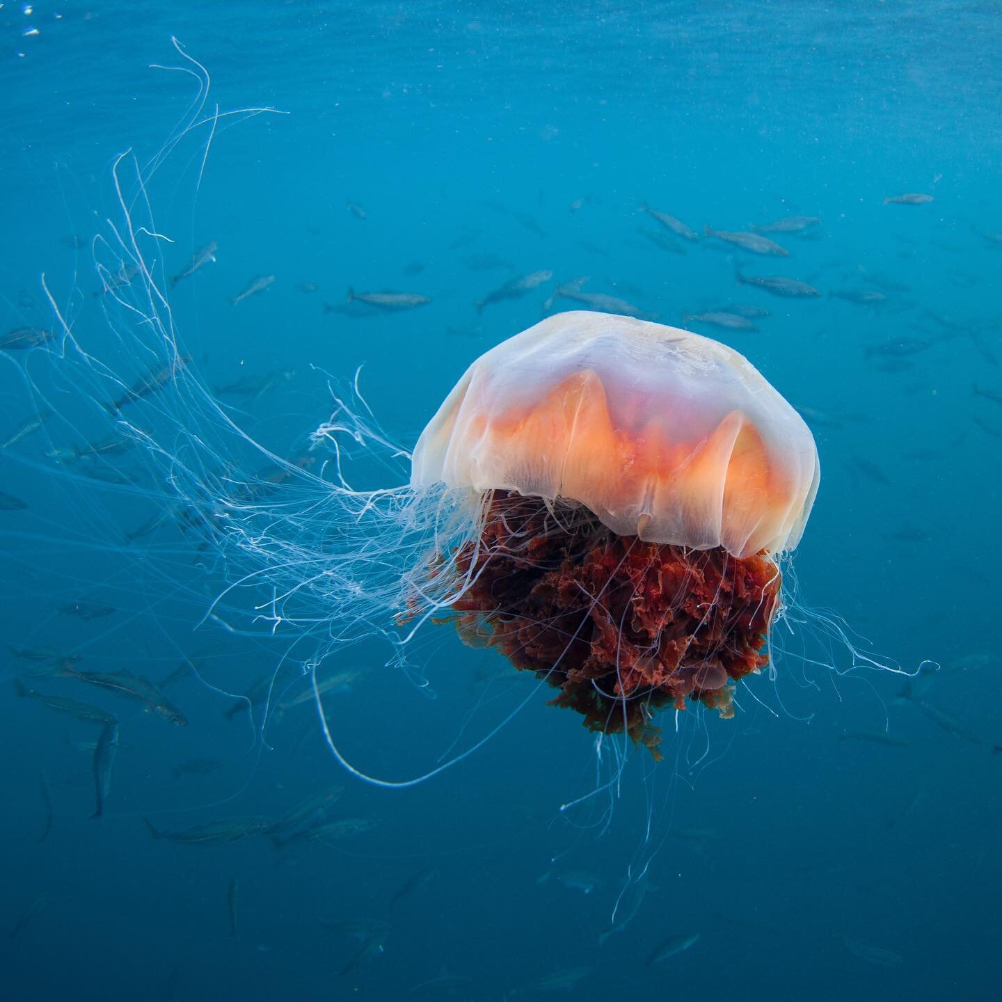 9. desember: Om vinteren kan det bli sviende kaldt. Og sviing, det er noe nesledyrene kan en del om. Maneter, anemoner og koraller er blant disse dyra. Det de har til felles er at de bruker neslegift til &aring; fange mat med, en gift undertegnede fi