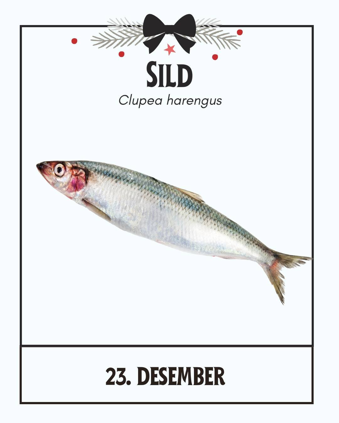 Ulike varianter av sild finnes ofte som tilbeh&oslash;r til mat n&aring; i jula, selveste havets s&oslash;lv p&aring; matbordet. 🐟
Spiser du &quot;surs&oslash;lv&quot; i jula?

✍ @kajamalene