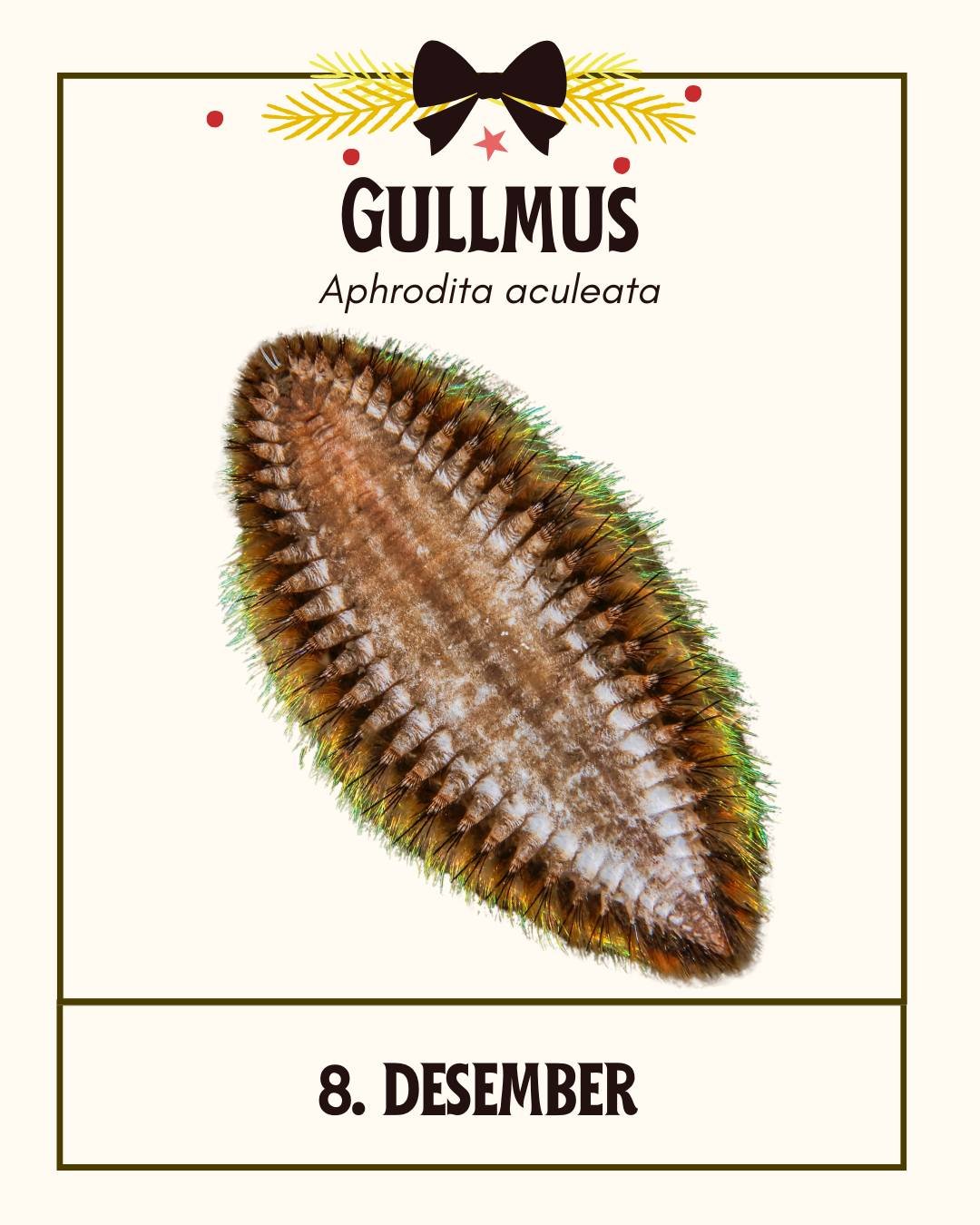 Luka i g&aring;r viste en fantastisk gulljulebille, i denne luka kan du lese mer om den flotte gullmusa. 
Julepynten under vann🤿 

✍ @ailin_o  og @eplesko
📷 Alt av bilder er av Erling Svensen