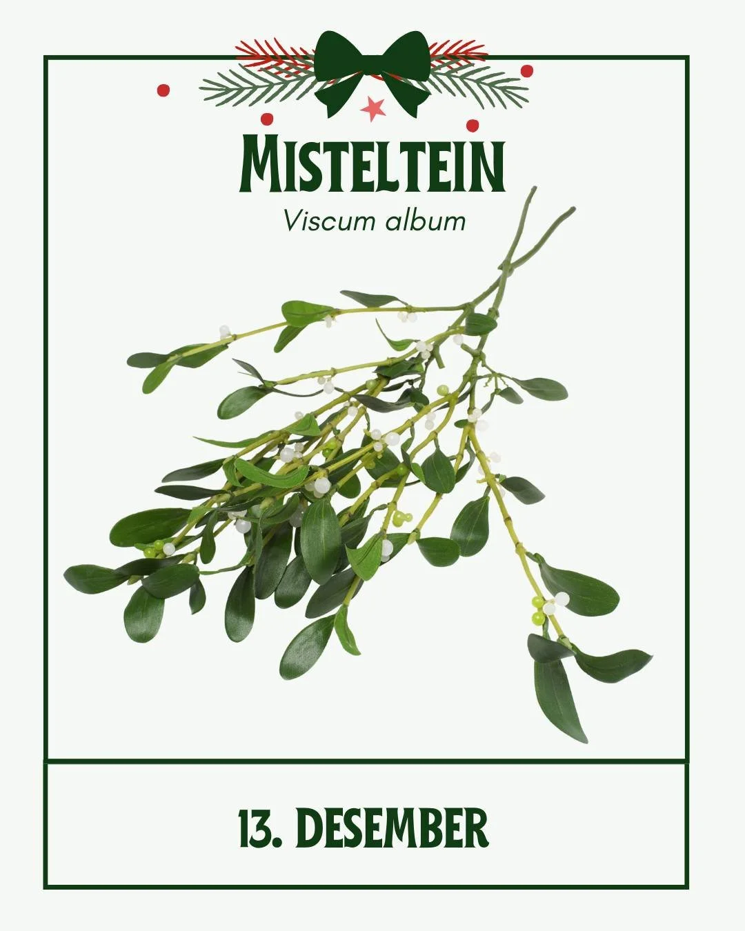Hvordan en halvparasitt har blitt tegn p&aring; lykke, fruktbarhet og helbredelse er ikke lett &aring; si. Kanskje det er fordi den p&aring; &quot;magisk&quot; (egentlig snyltende) vis holder seg gr&oslash;nn hele &aring;ret? 🌿

✍ @ailin_o
