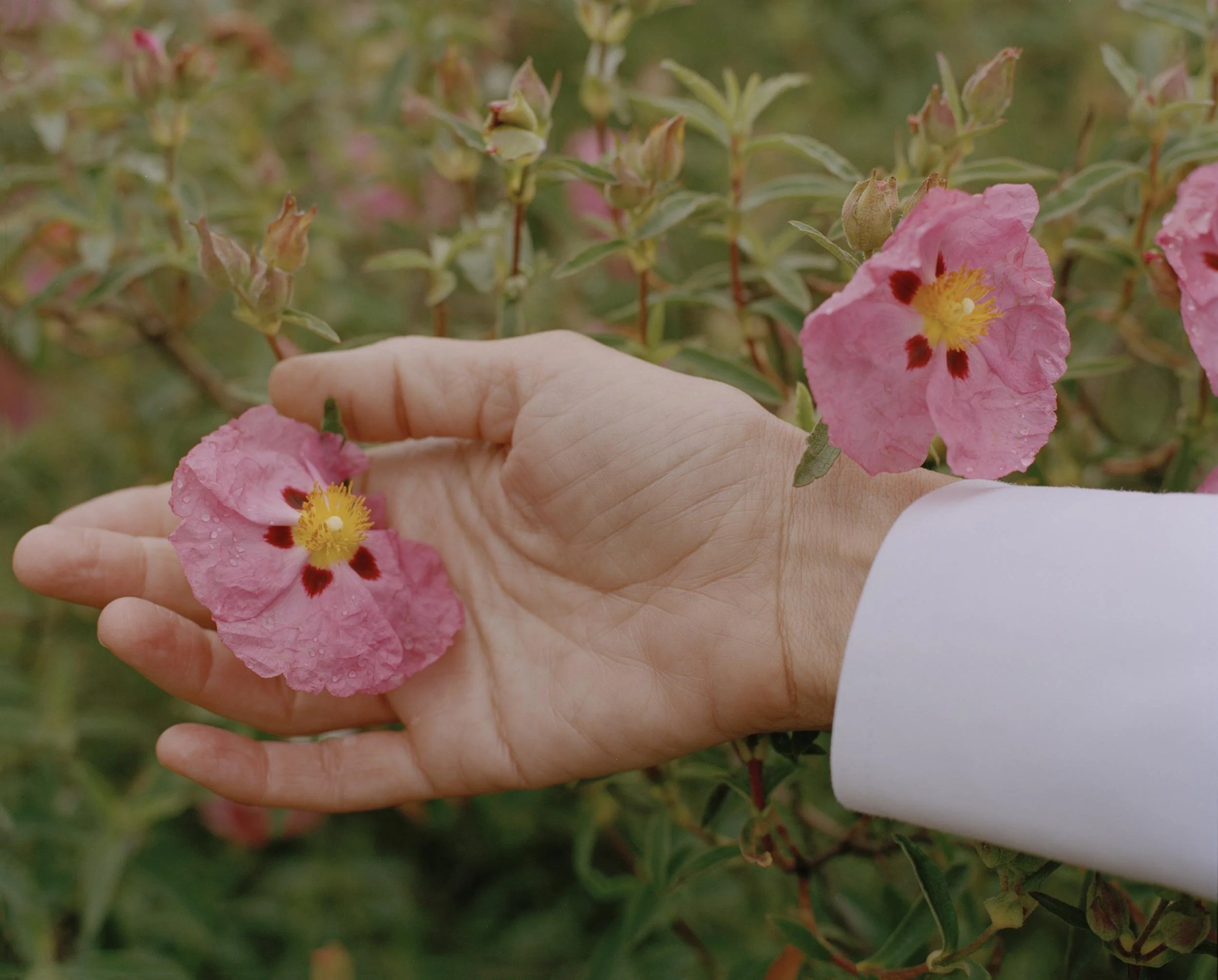 The Epidemic within the Pandemic