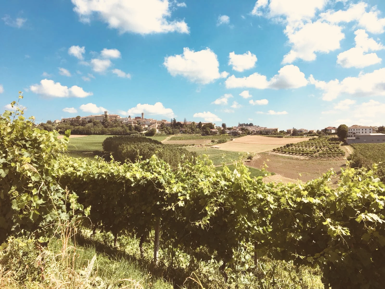 Monferrato Estate.jpg