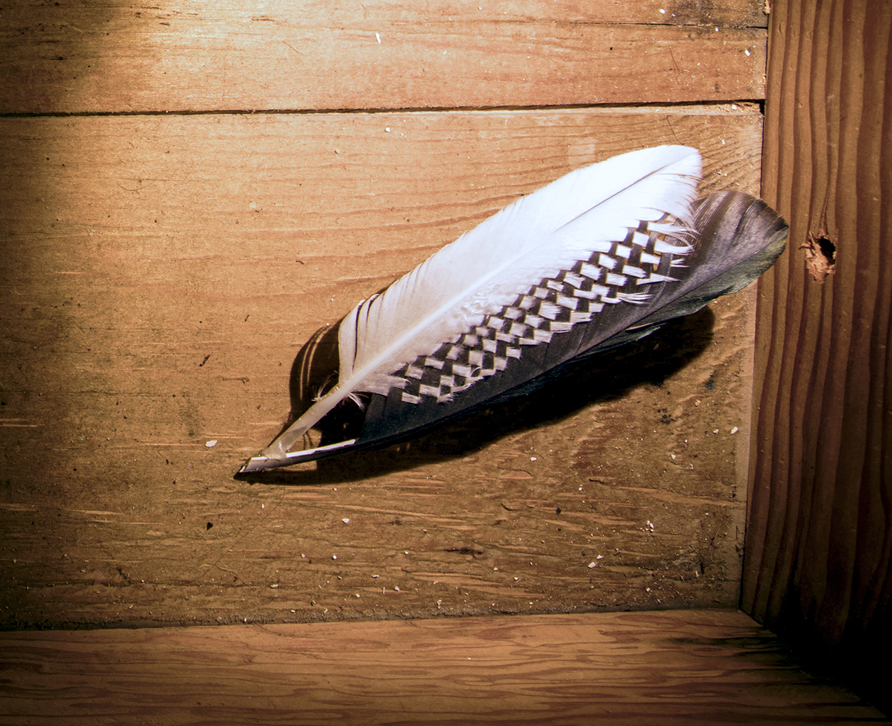   Black &amp; white (untie/unite)  (detail), found object, book, glass, owl feather, magpie feather, lamp, 19” x 16” x 6,” 2017 (photo: Michael Underwood) 