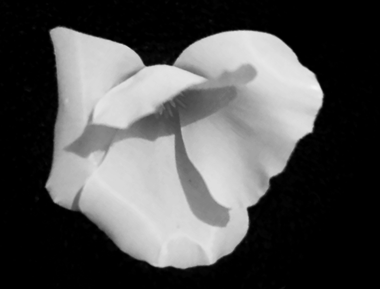   Poppy ghost , digital image from video still, 2017 