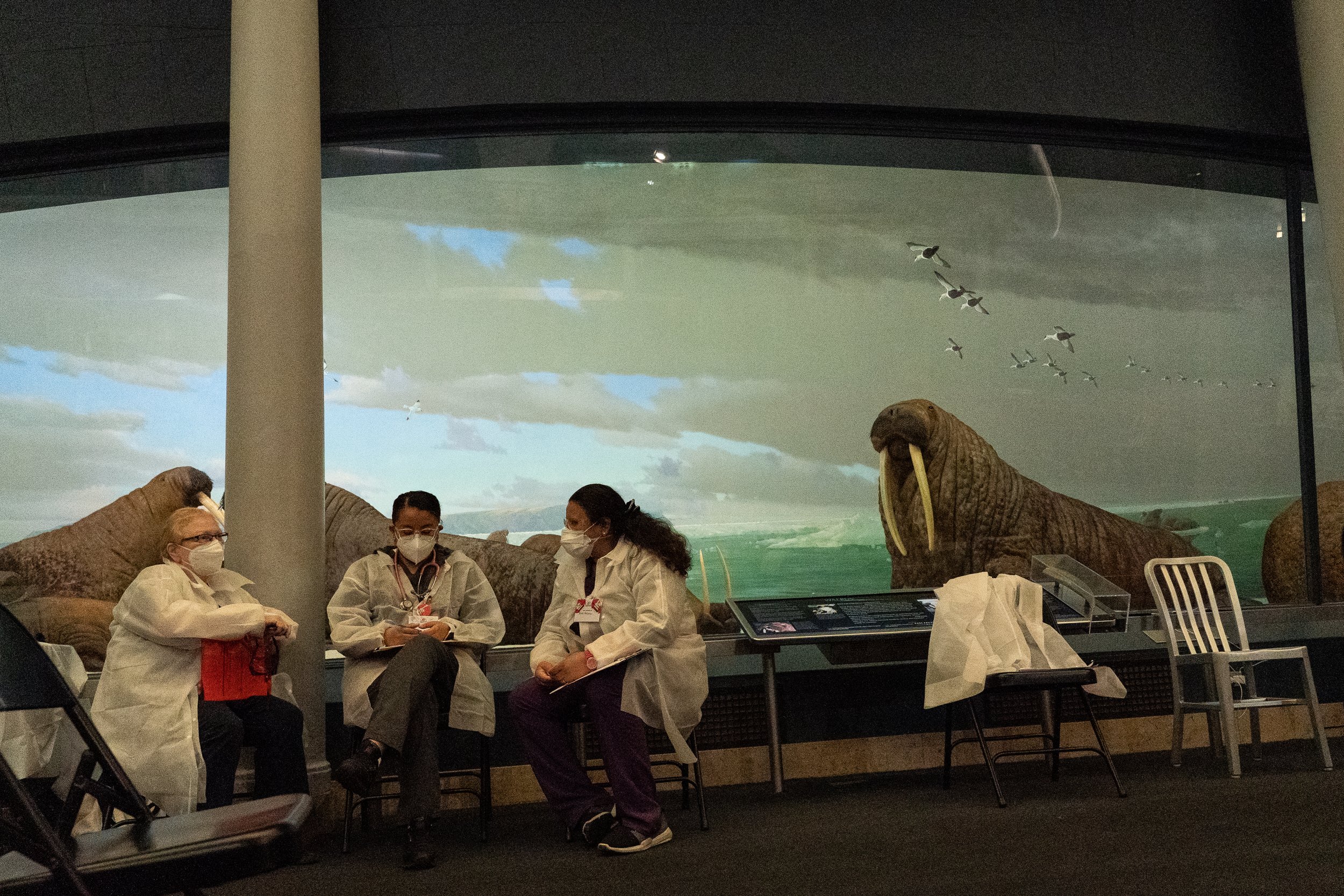  Covid vaccinations are given in the whale room of the American Museum of Natural History in New York City. 16 June 2021 