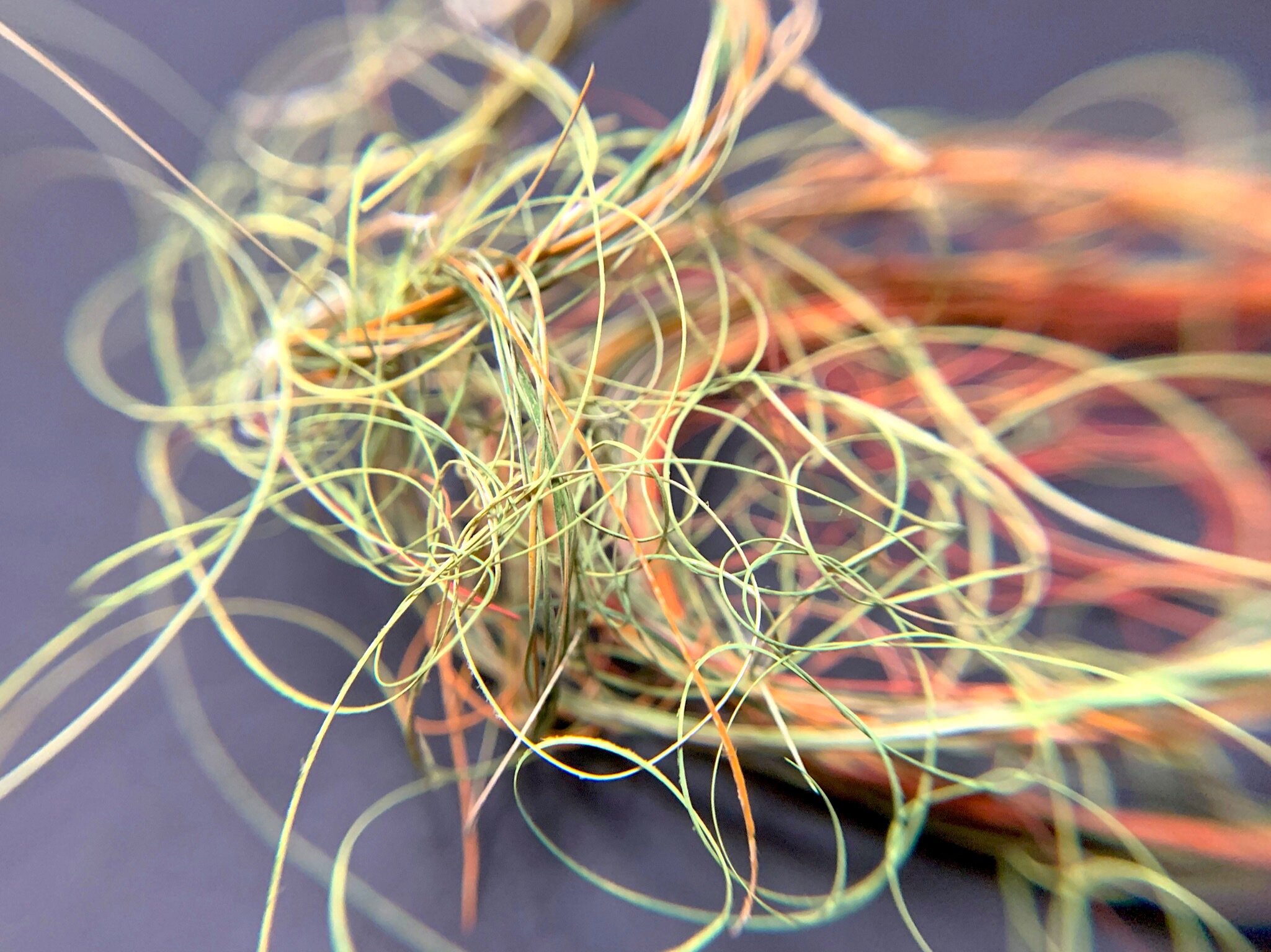 wrack, sabal palmetto threads.jpeg