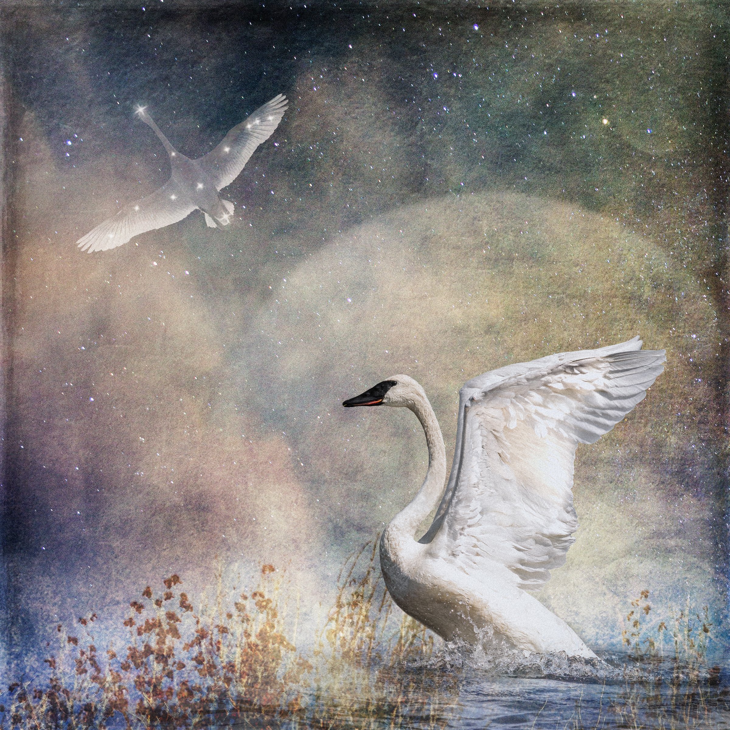 ramsey cygnus-the-swan.jpg