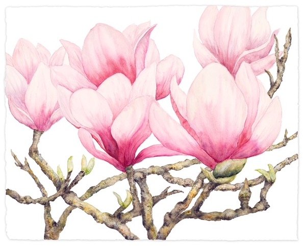 McConaughy Sweet-Magnolias.jpeg